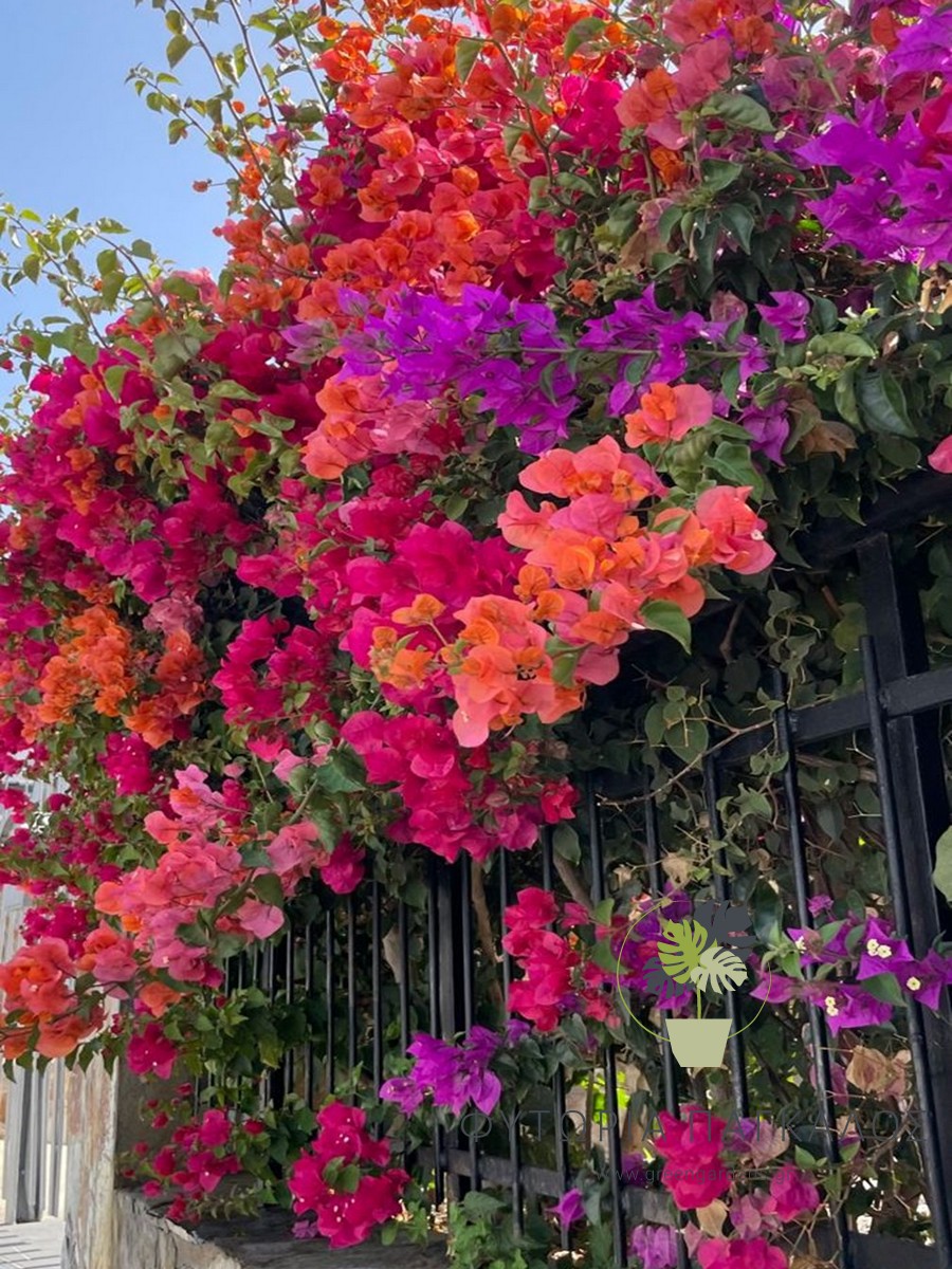 Μπουκαμβίλια Αναρριχώμενη (Bougainvillea sp)– Ανθοφόρο Φυτό για Πέργκολες - 4